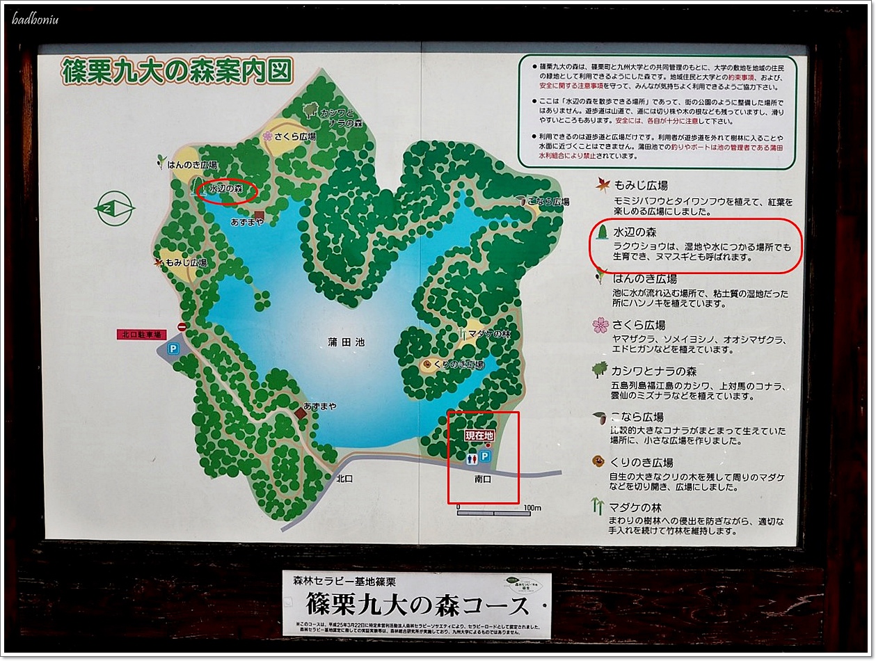 nikitarh,九州 魔法森林,博多景點,水中巨大落羽松,水中落羽松,福岡 魔法森林,福岡景點,福岡祕境,筱栗九大の森,篠栗九大の森 @壞波妞の旅行食踨
