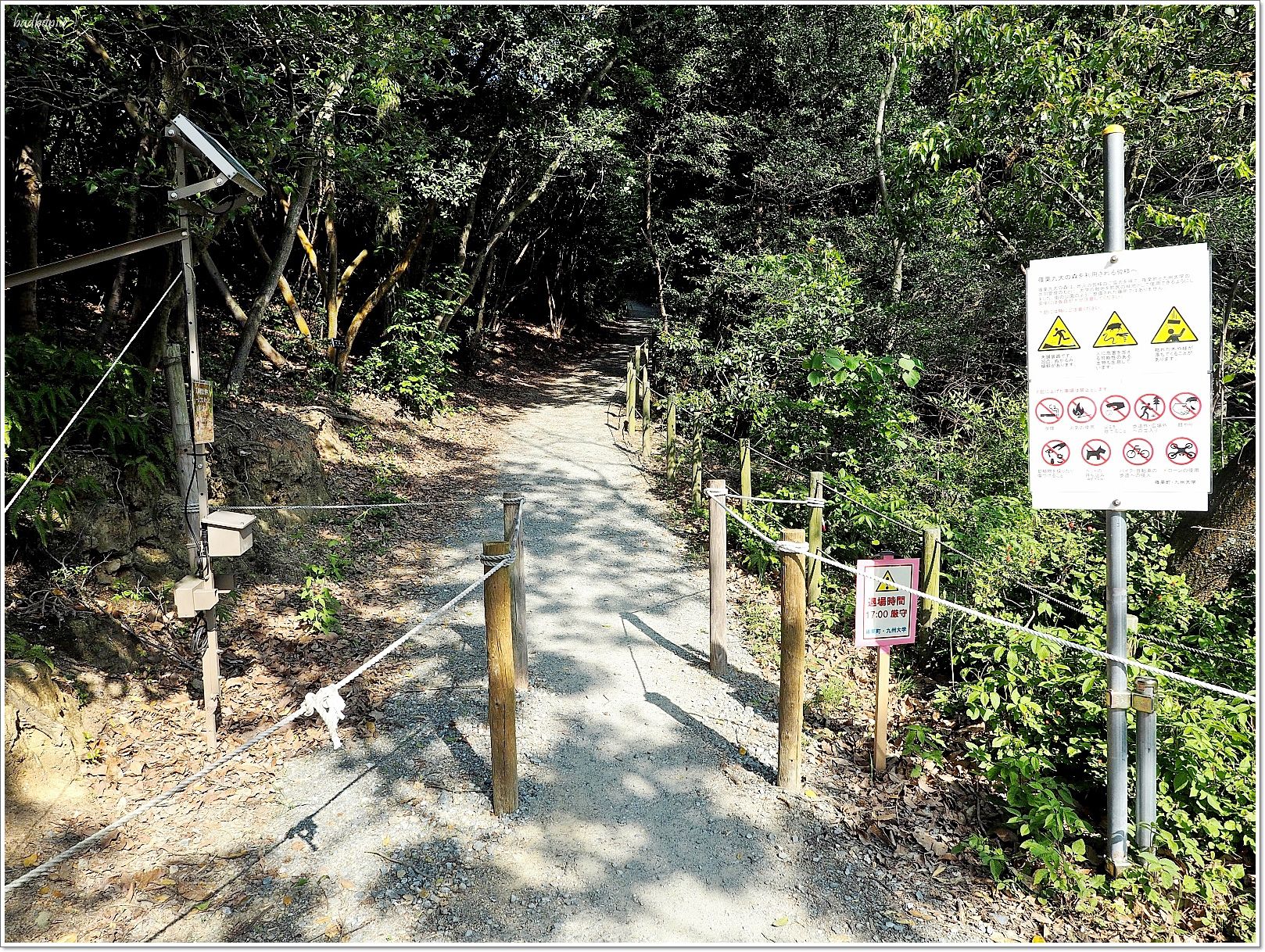 nikitarh,九州 魔法森林,博多景點,水中巨大落羽松,水中落羽松,福岡 魔法森林,福岡景點,福岡祕境,筱栗九大の森,篠栗九大の森 @壞波妞の旅行食踨