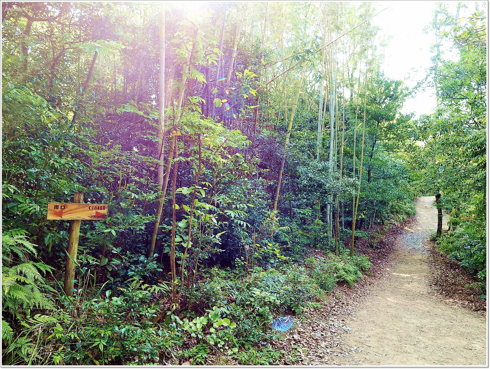 nikitarh,九州 魔法森林,博多景點,水中巨大落羽松,水中落羽松,福岡 魔法森林,福岡景點,福岡祕境,筱栗九大の森,篠栗九大の森 @壞波妞の旅行食踨