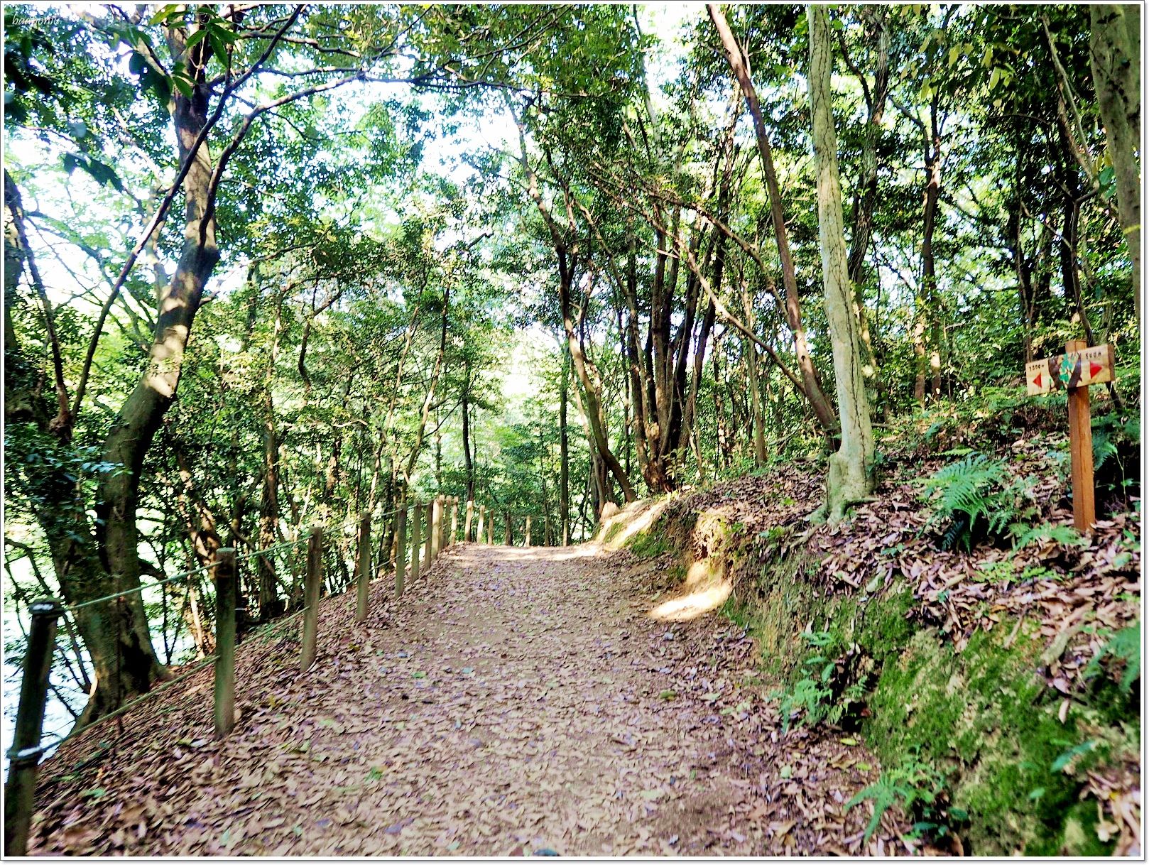 nikitarh,九州 魔法森林,博多景點,水中巨大落羽松,水中落羽松,福岡 魔法森林,福岡景點,福岡祕境,筱栗九大の森,篠栗九大の森 @壞波妞の旅行食踨