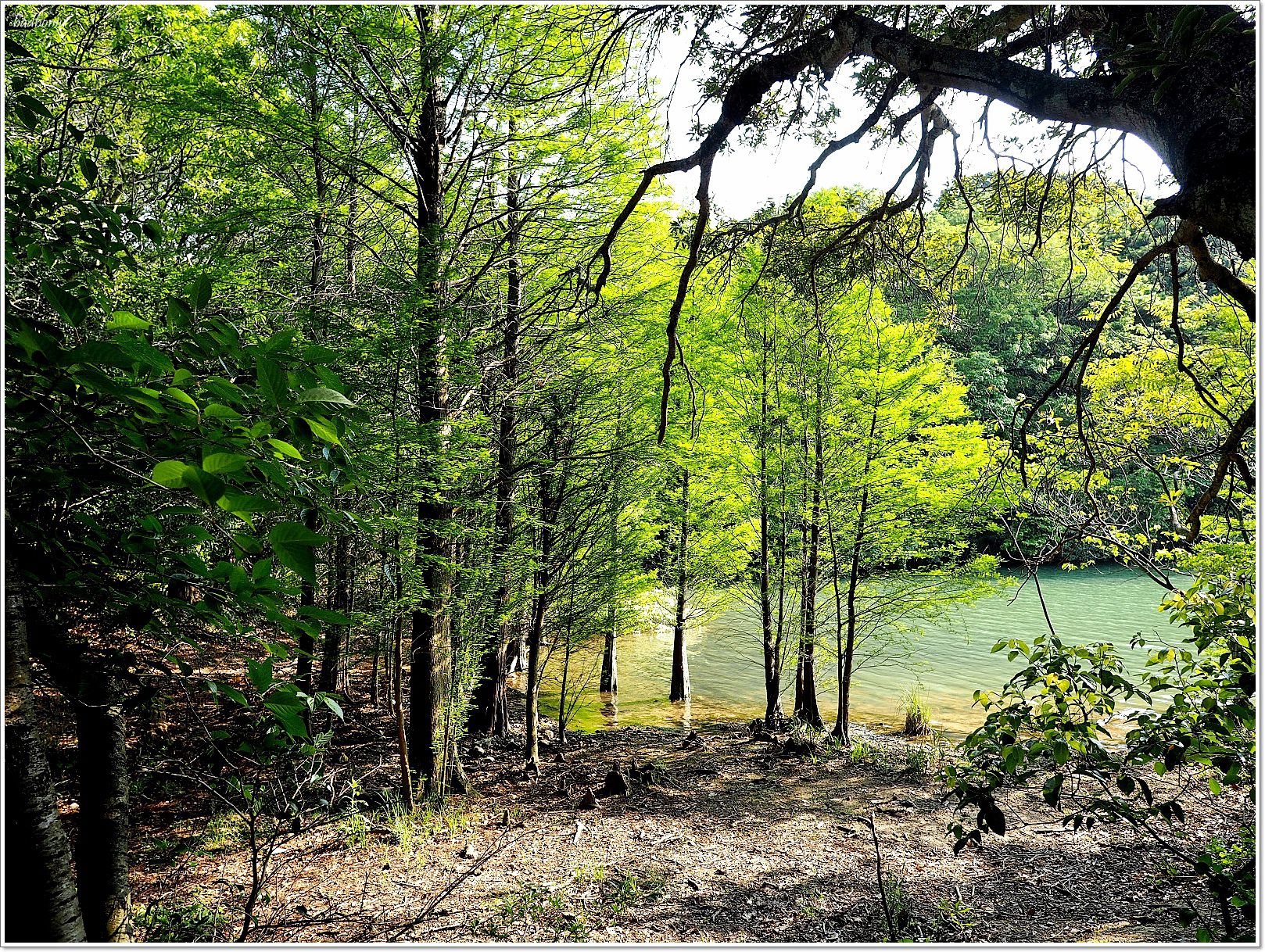 nikitarh,九州 魔法森林,博多景點,水中巨大落羽松,水中落羽松,福岡 魔法森林,福岡景點,福岡祕境,筱栗九大の森,篠栗九大の森 @壞波妞の旅行食踨