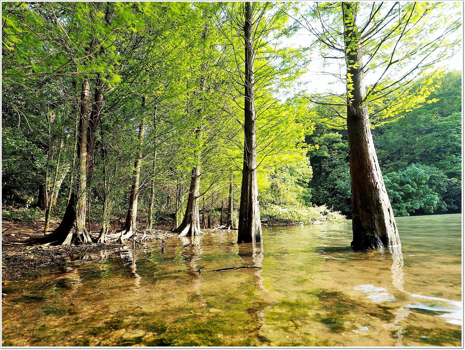 nikitarh,九州 魔法森林,博多景點,水中巨大落羽松,水中落羽松,福岡 魔法森林,福岡景點,福岡祕境,筱栗九大の森,篠栗九大の森 @壞波妞の旅行食踨