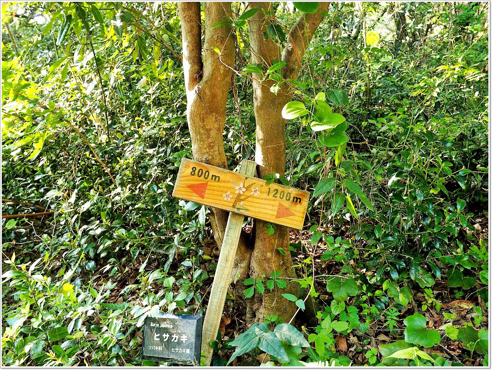 nikitarh,九州 魔法森林,博多景點,水中巨大落羽松,水中落羽松,福岡 魔法森林,福岡景點,福岡祕境,筱栗九大の森,篠栗九大の森 @壞波妞の旅行食踨