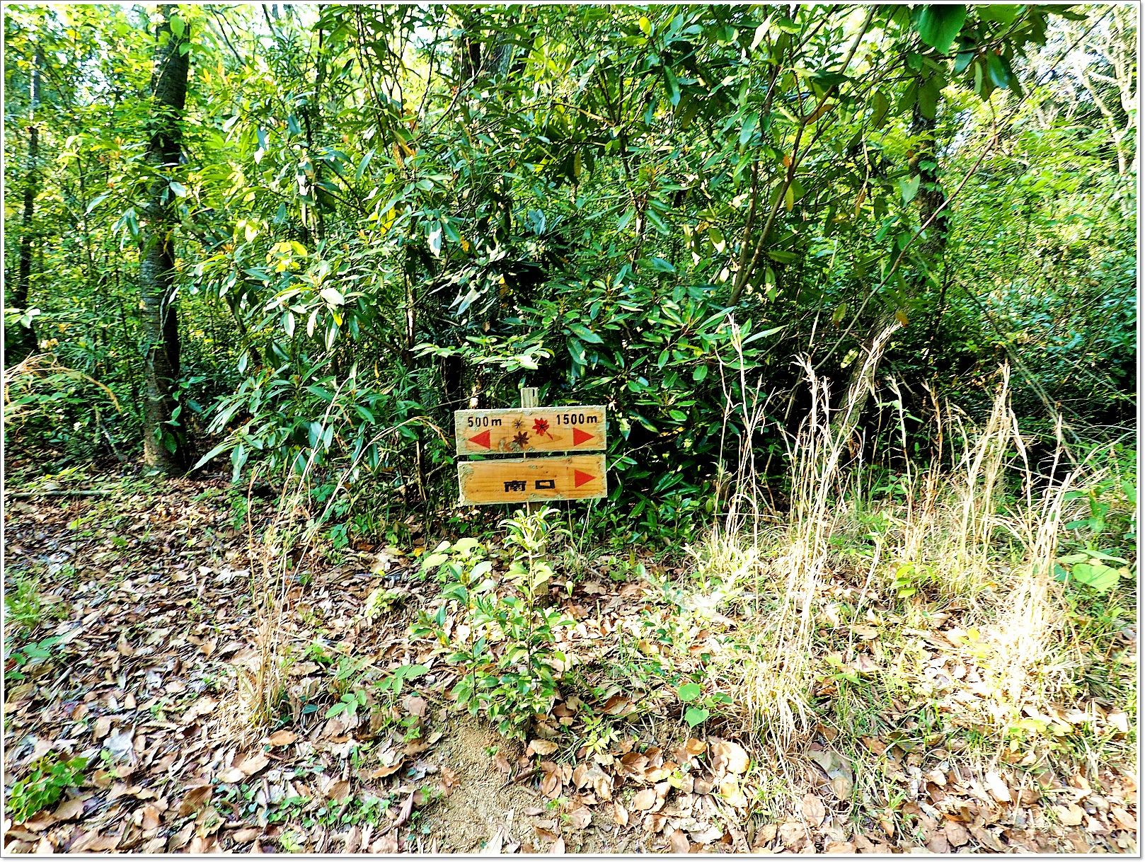 nikitarh,九州 魔法森林,博多景點,水中巨大落羽松,水中落羽松,福岡 魔法森林,福岡景點,福岡祕境,筱栗九大の森,篠栗九大の森 @壞波妞の旅行食踨