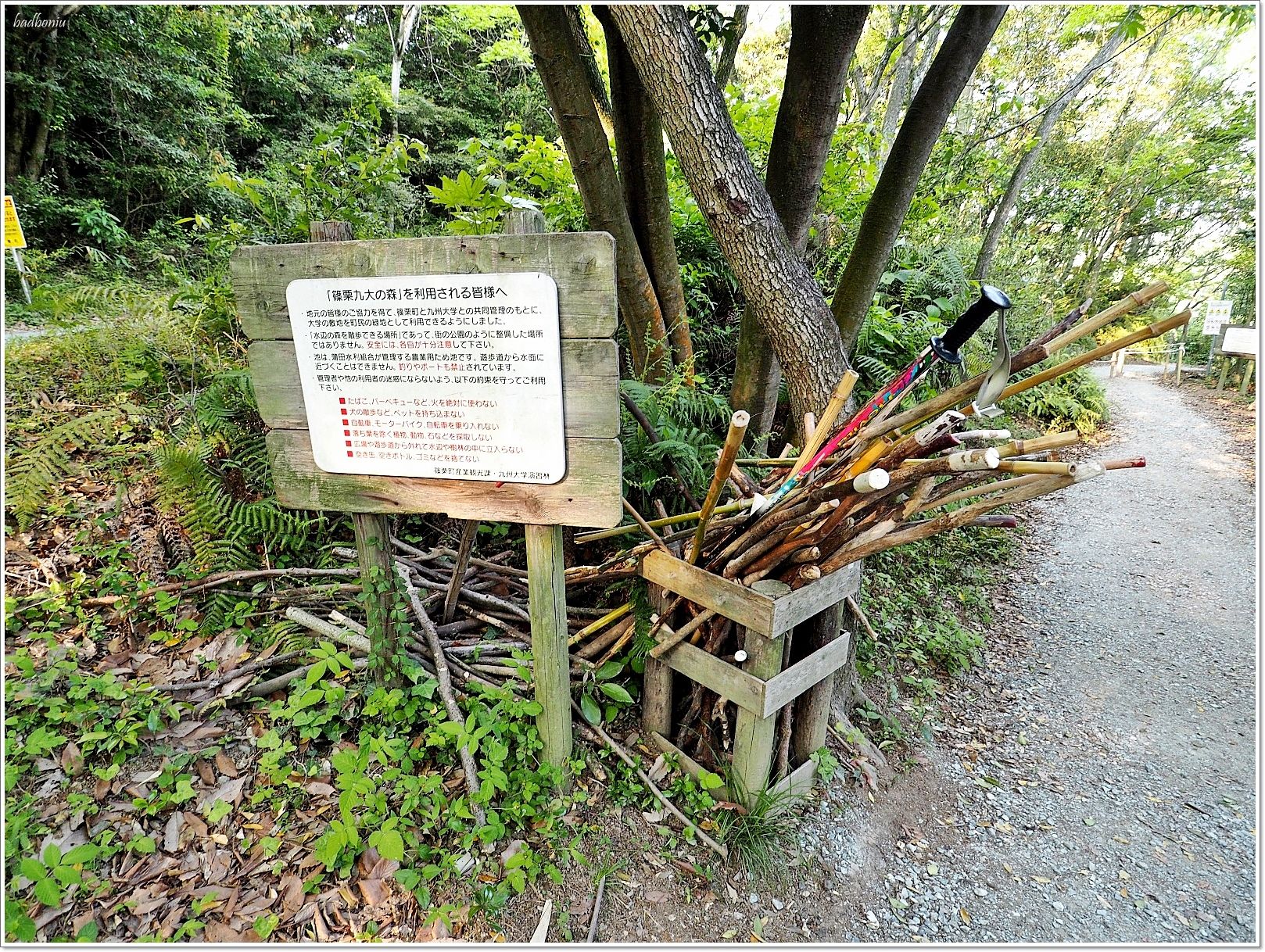 nikitarh,九州 魔法森林,博多景點,水中巨大落羽松,水中落羽松,福岡 魔法森林,福岡景點,福岡祕境,筱栗九大の森,篠栗九大の森 @壞波妞の旅行食踨