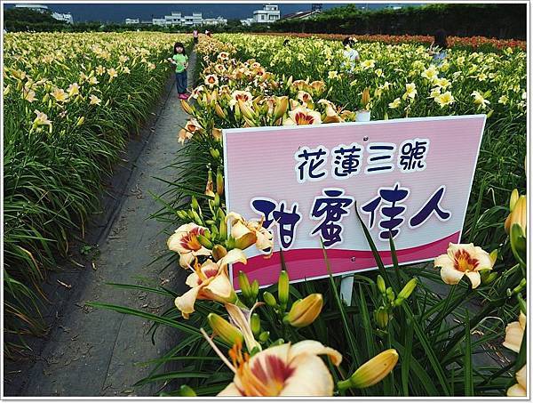吉安 景點推薦,吉安金針花,平地金針花,花蓮吉安五色金針花海,花蓮景點,花蓮景點推薦,花蓮親子景點,花蓮金針花 @壞波妞の旅行食踨