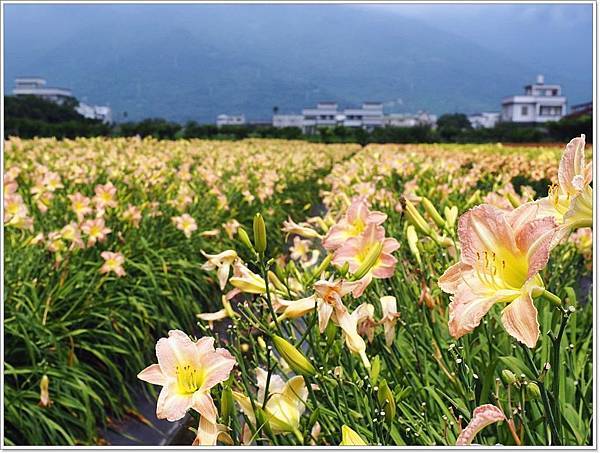 吉安 景點推薦,吉安金針花,平地金針花,花蓮吉安五色金針花海,花蓮景點,花蓮景點推薦,花蓮親子景點,花蓮金針花 @壞波妞の旅行食踨