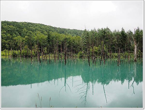 富良野景點,富良野觀光,白金溫泉,美瑛景點,美瑛觀光,青い池 @壞波妞の旅行食踨