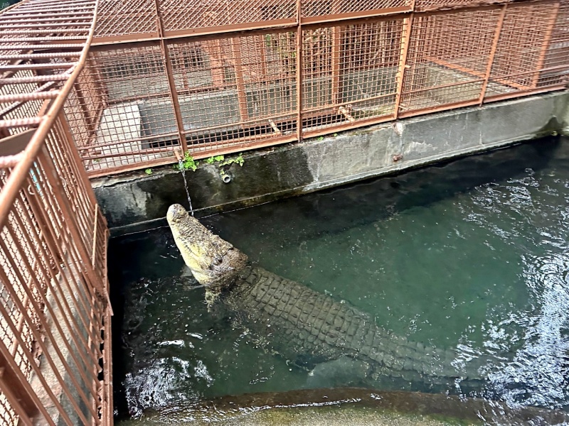 伊豆景點推薦,伊豆親子景點,熱川動物園,熱川景點 @壞波妞の旅行食踨 伊豆景點推薦,伊豆親子景點,熱川動物園,熱川景點 @壞波妞の旅行食踨