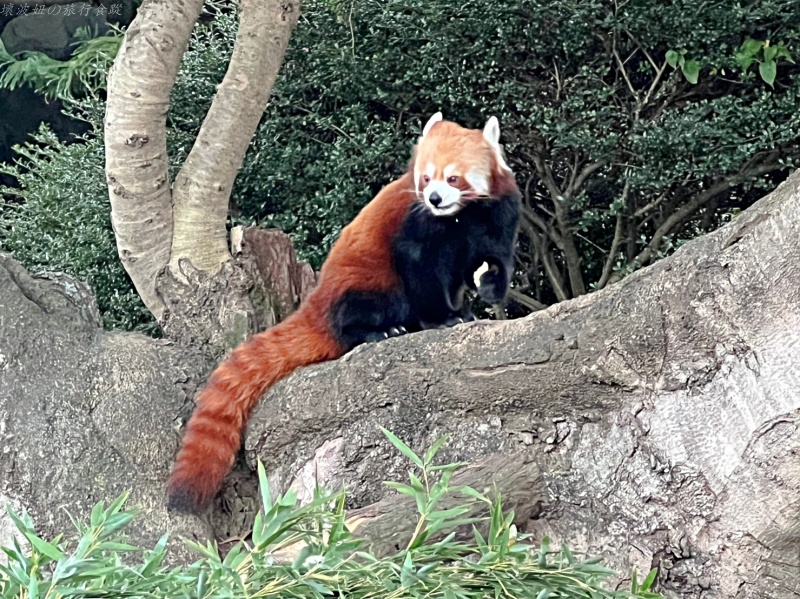 伊豆景點推薦,伊豆親子景點,熱川動物園,熱川景點 @壞波妞の旅行食踨 伊豆景點推薦,伊豆親子景點,熱川動物園,熱川景點 @壞波妞の旅行食踨