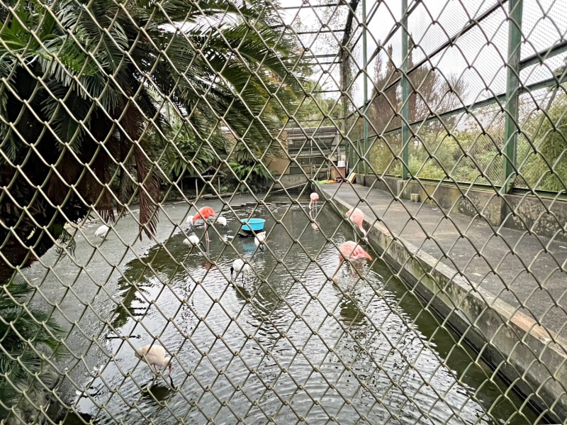 伊豆景點推薦,伊豆親子景點,熱川動物園,熱川景點 @壞波妞の旅行食踨 伊豆景點推薦,伊豆親子景點,熱川動物園,熱川景點 @壞波妞の旅行食踨