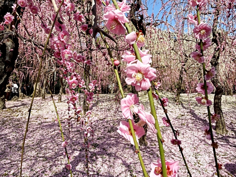 2月京都景點,京都賞梅,京都賞梅時間,城南宮交通,竹田城南宮 @壞波妞の旅行食踨 2月京都景點,京都賞梅,京都賞梅時間,城南宮交通,竹田城南宮 @壞波妞の旅行食踨