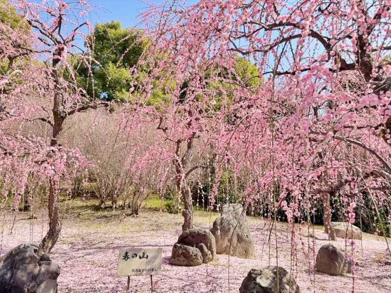 2月京都景點,京都賞梅,京都賞梅時間,城南宮交通,竹田城南宮 @壞波妞の旅行食踨 2月京都景點,京都賞梅,京都賞梅時間,城南宮交通,竹田城南宮 @壞波妞の旅行食踨