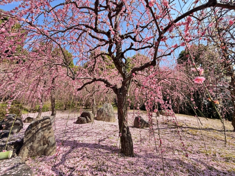 2月京都景點,京都賞梅,京都賞梅時間,城南宮交通,竹田城南宮 @壞波妞の旅行食踨 2月京都景點,京都賞梅,京都賞梅時間,城南宮交通,竹田城南宮 @壞波妞の旅行食踨