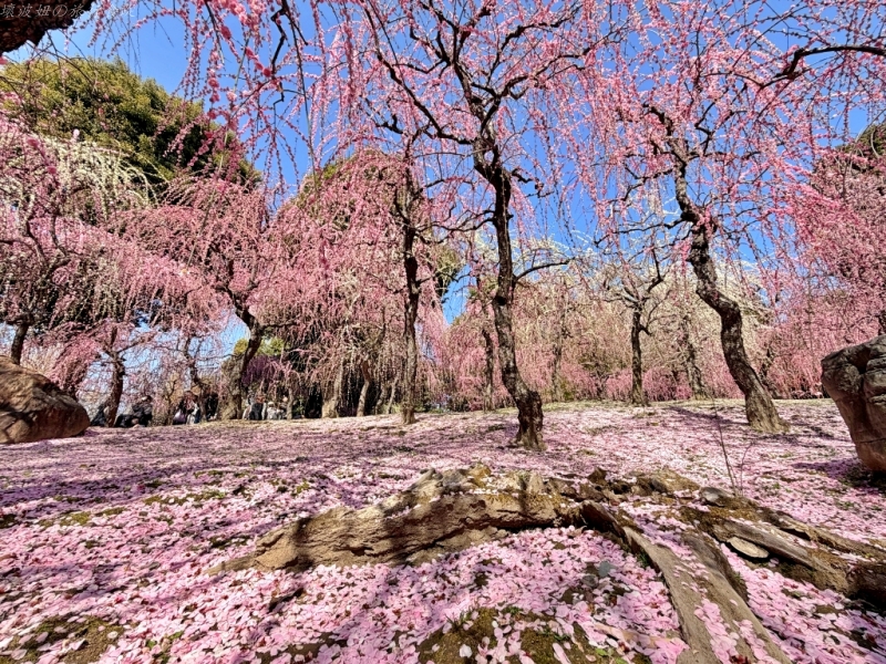 2月京都景點,京都賞梅,京都賞梅時間,城南宮交通,竹田城南宮 @壞波妞の旅行食踨 2月京都景點,京都賞梅,京都賞梅時間,城南宮交通,竹田城南宮 @壞波妞の旅行食踨