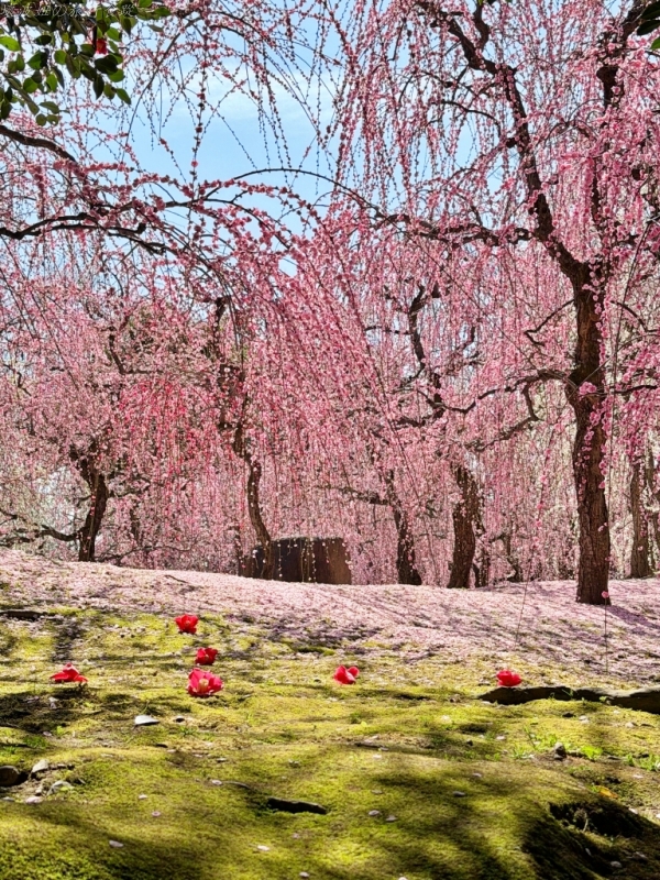 2月京都景點,京都賞梅,京都賞梅時間,城南宮交通,竹田城南宮 @壞波妞の旅行食踨 2月京都景點,京都賞梅,京都賞梅時間,城南宮交通,竹田城南宮 @壞波妞の旅行食踨