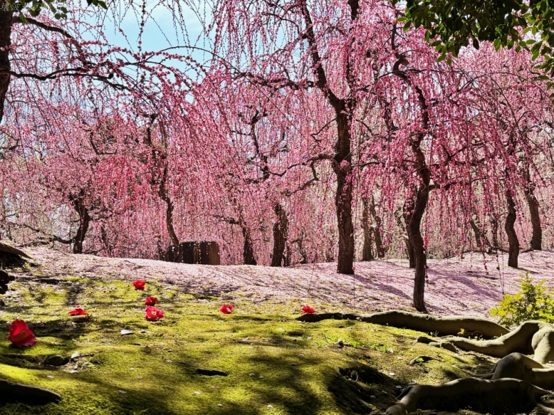 2月京都景點,京都賞梅,京都賞梅時間,城南宮交通,竹田城南宮 @壞波妞の旅行食踨 2月京都景點,京都賞梅,京都賞梅時間,城南宮交通,竹田城南宮 @壞波妞の旅行食踨